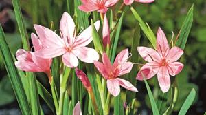 Hesperantha